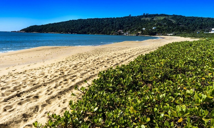 Taquaras